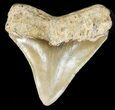 Megalodon Tooth - North Carolina #48287-2